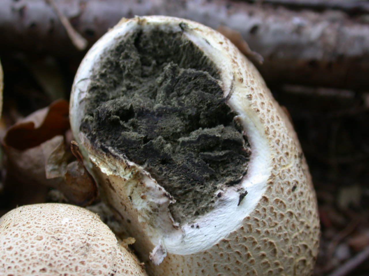 Scleroderma da determinare